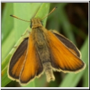 Thymelicus lineola - Schwarzkolbiger Braundickkopffalter 03.jpg